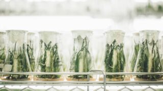 中学校1年　生物